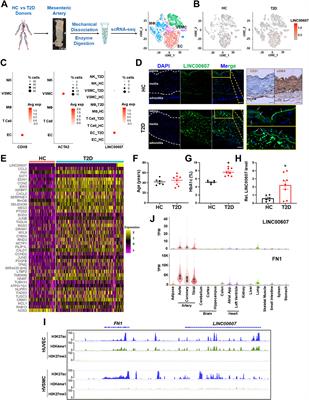 Vascular Regulation by Super Enhancer-Derived LINC00607